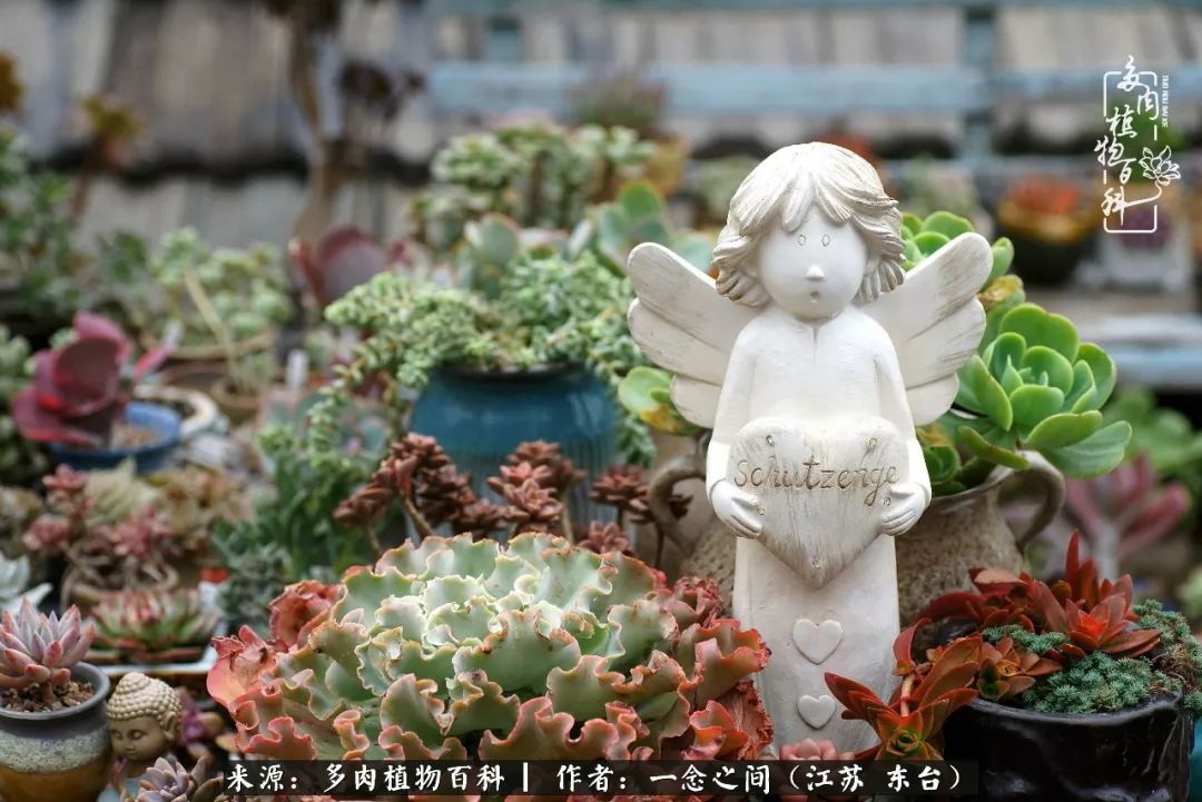 对多肉植物的爱心寄语,赏兰花感言