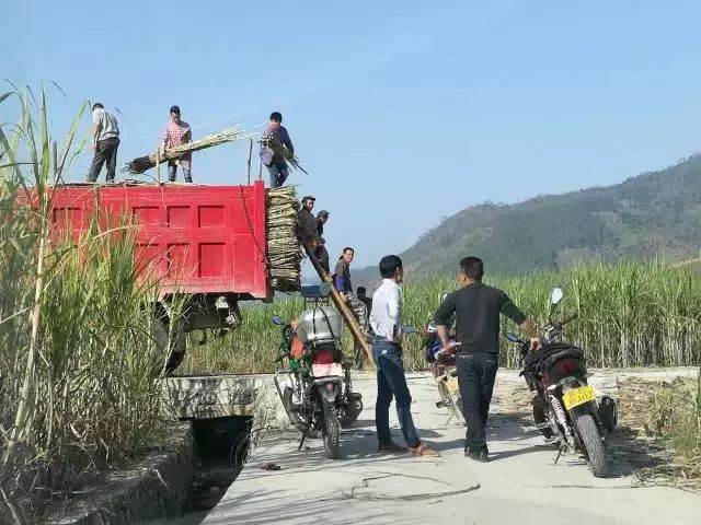 一根甘蔗榨五瓶蔗汁？！知道真相的我果断选择了……