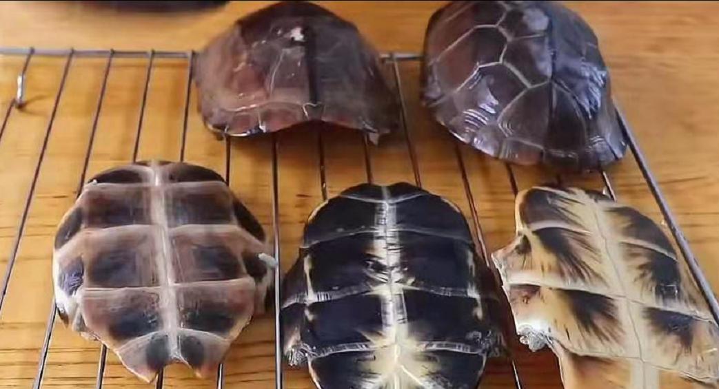 煮熟的乌龟可以做龟苓膏的吗,用自家的乌龟做龟苓膏