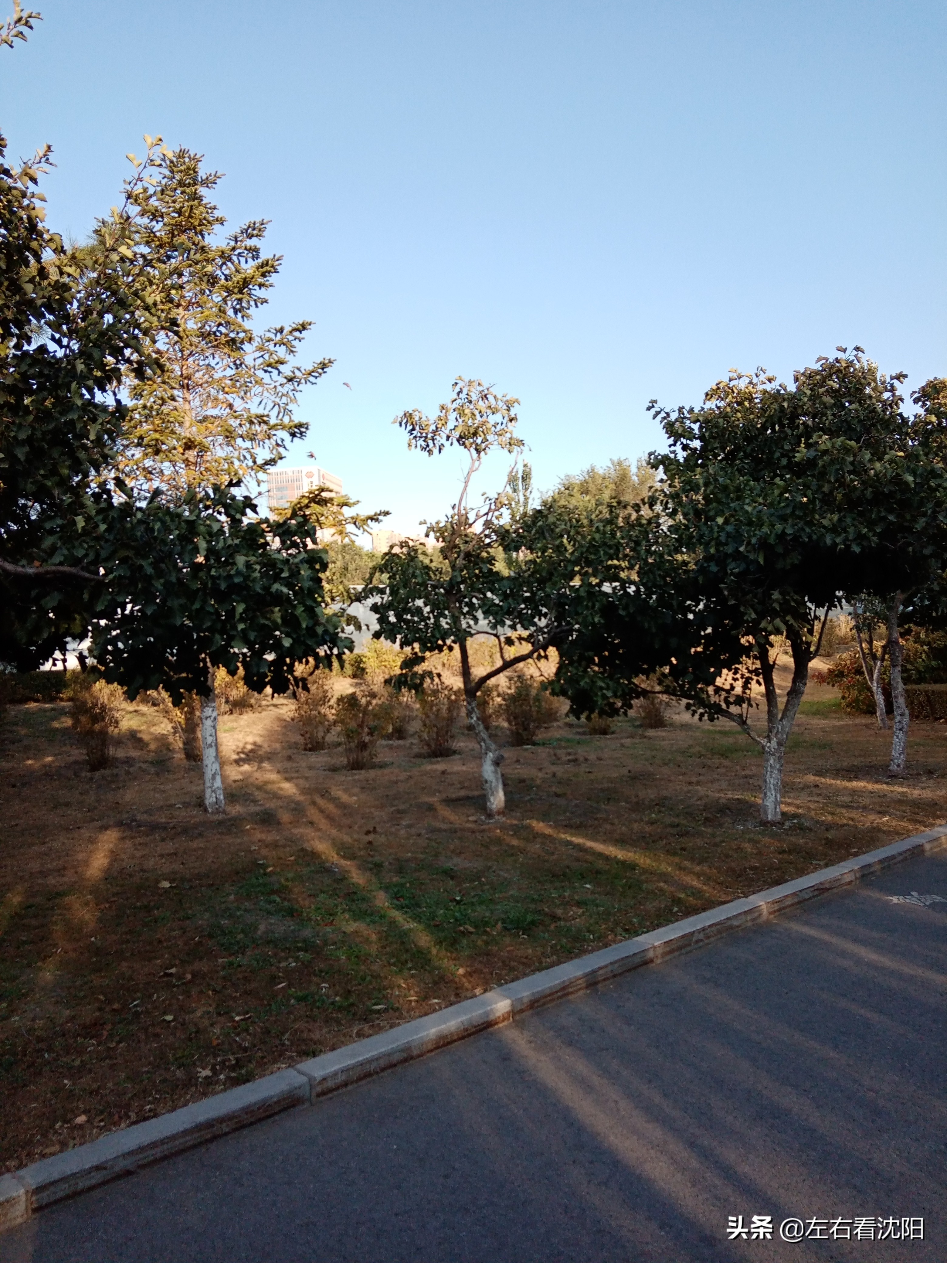 沈阳五里河公园攻略,沈阳五里河公园现在开吗