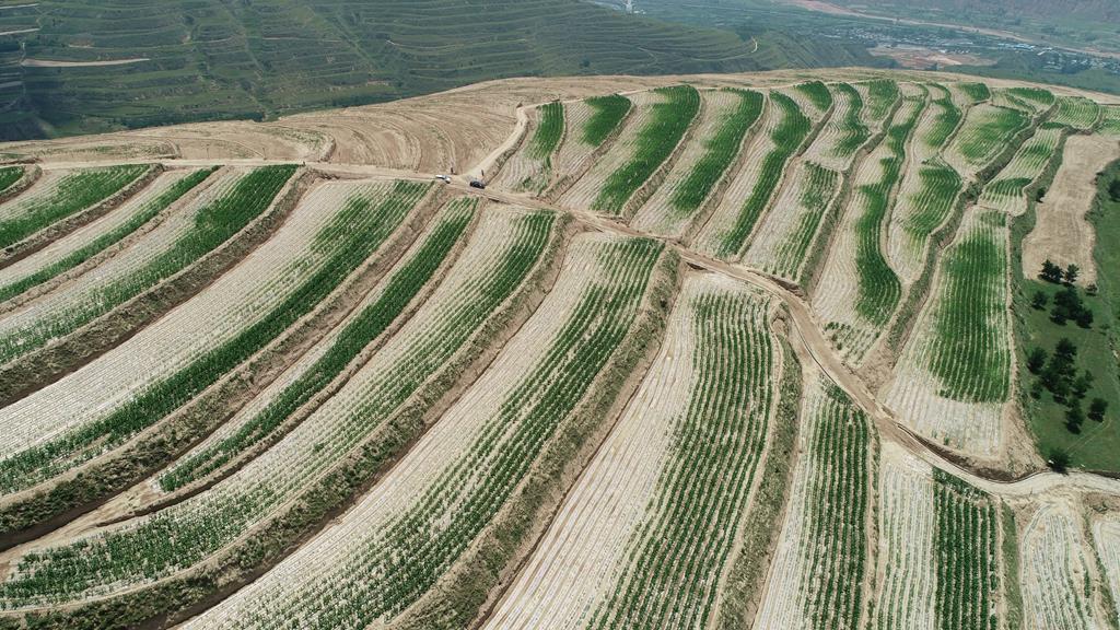 甘肃武山县桦林,武山县玉米喜获丰收