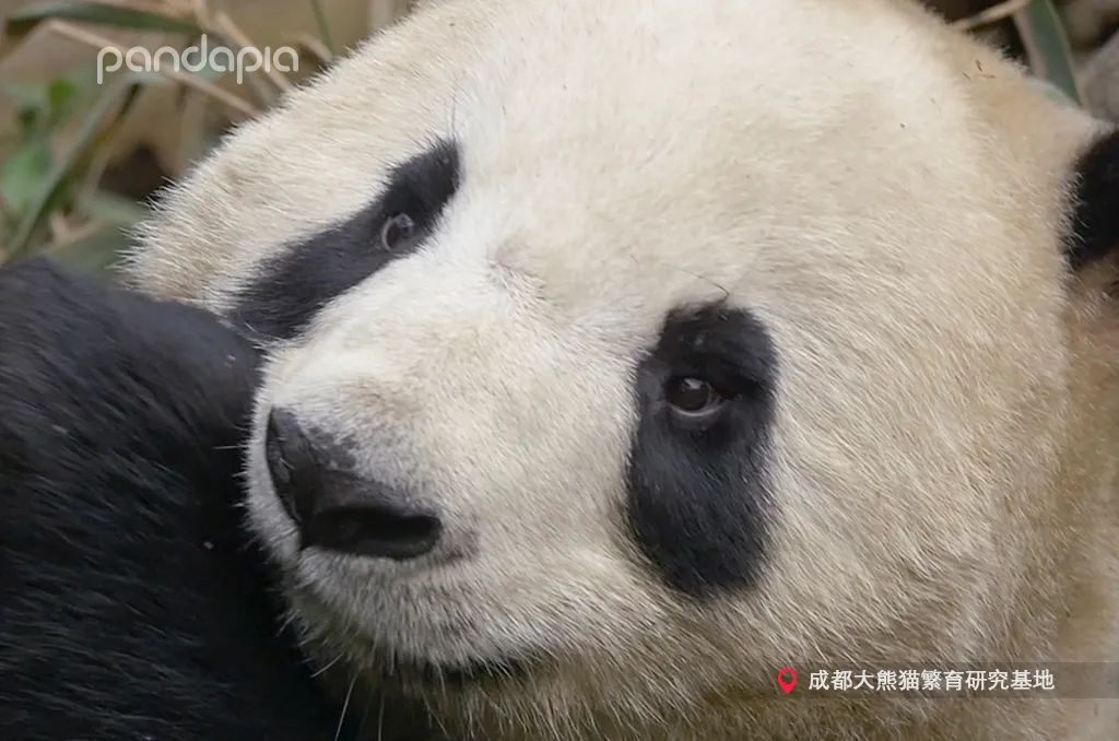 大熊猫快速吃竹笋,大熊猫吃竹子图片