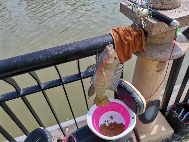 冬天筏竿钓土鲮,筏竿钓大土鲮