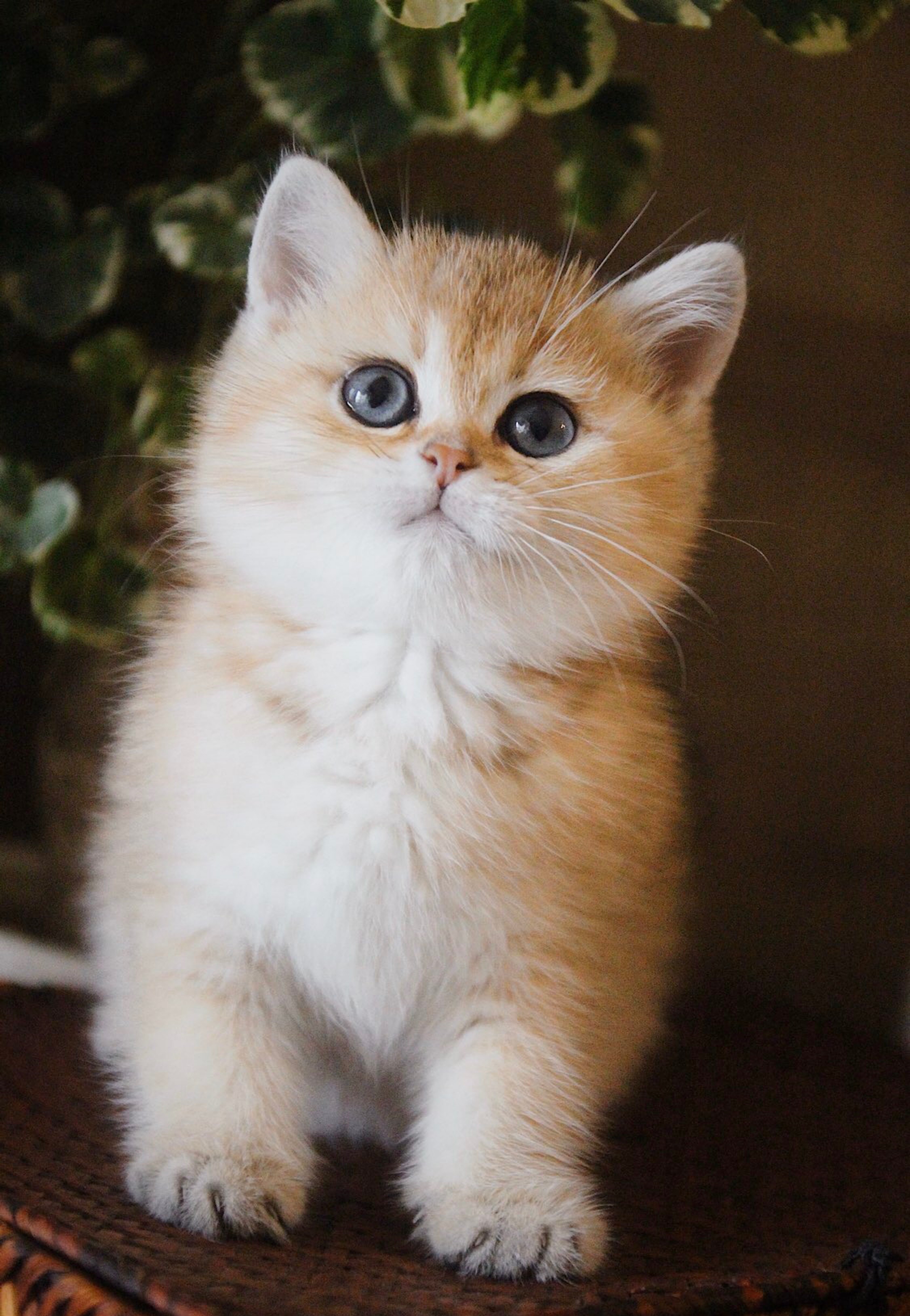 猫和人拍猫有什么区别图片,这样拍猫咪简直会被笑死