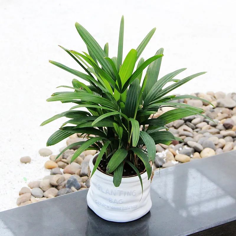 棕竹盆景造型,棕竹盆景的养法