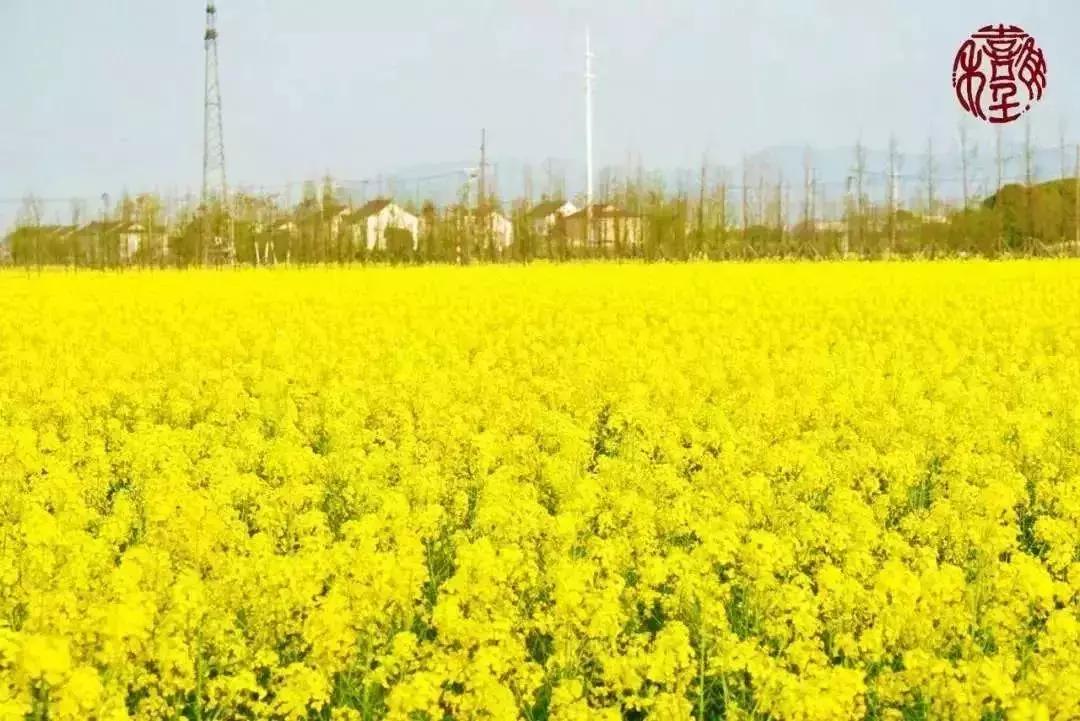苏州通安的特色,苏州通安有什么美食