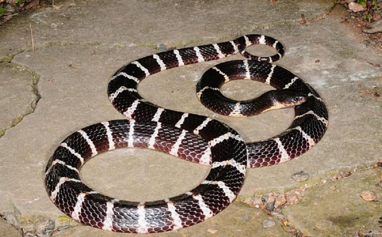 贵州出现大量的蛇进入家里,3米长大蛇出没吓坏村民