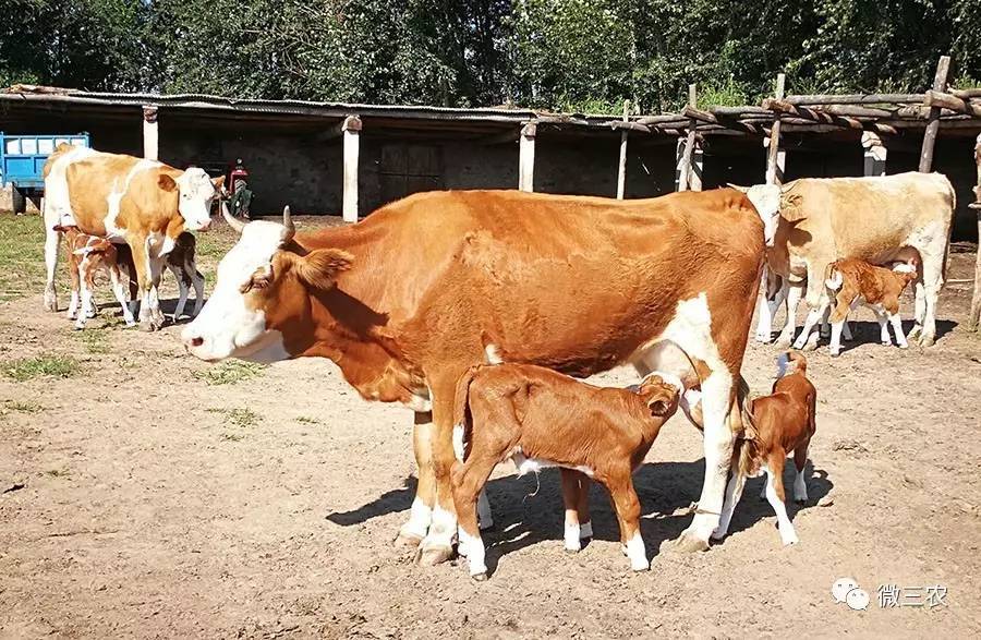 母牛常见生殖疾病与治疗,怎么鉴别母牛是否有生育能力