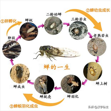 寻蝉记——“蝉”之人文意象与自然习性