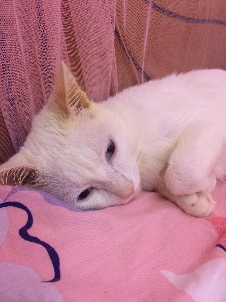 猫传染性肝炎用什么药治,猫得肝炎是什么症状