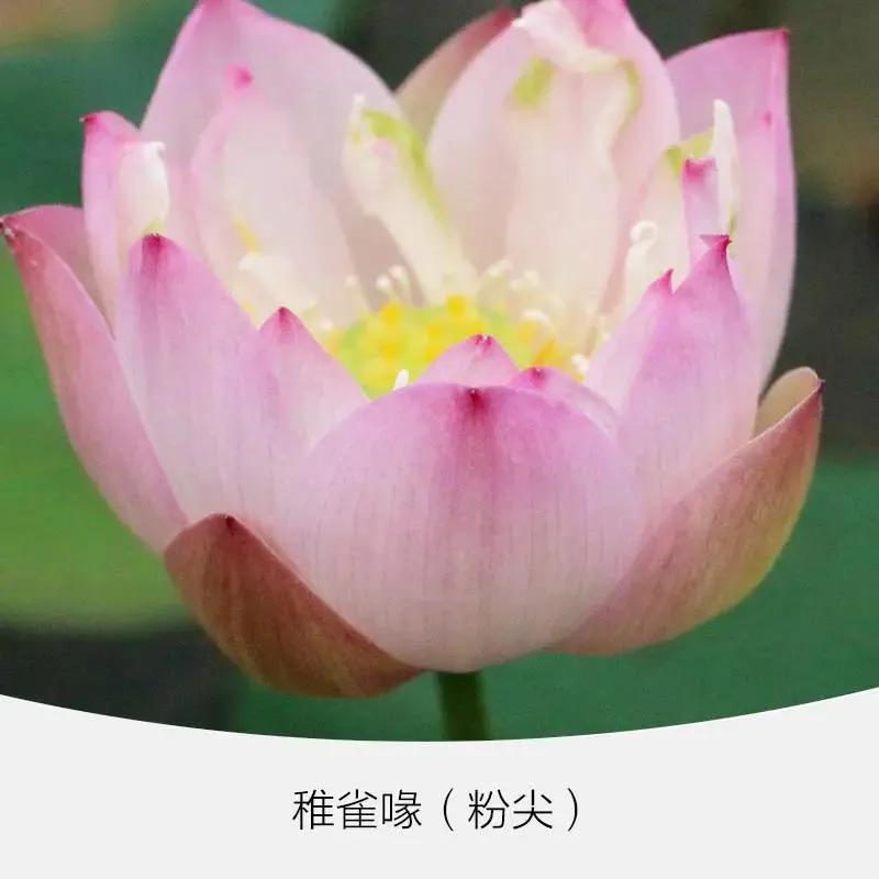 微型丰花碗莲有什么品种,微型碗莲适合种什么花