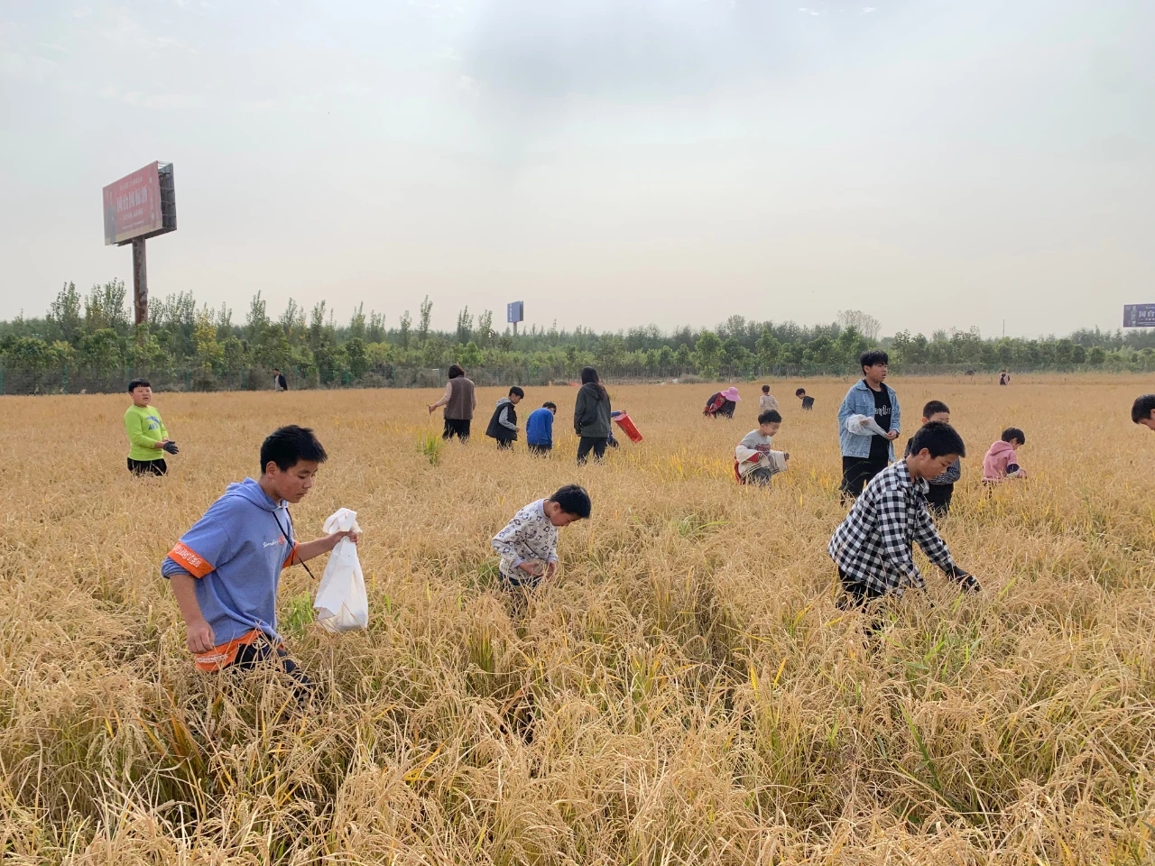 原阳大米几十年销量变化,原阳大米的缺点