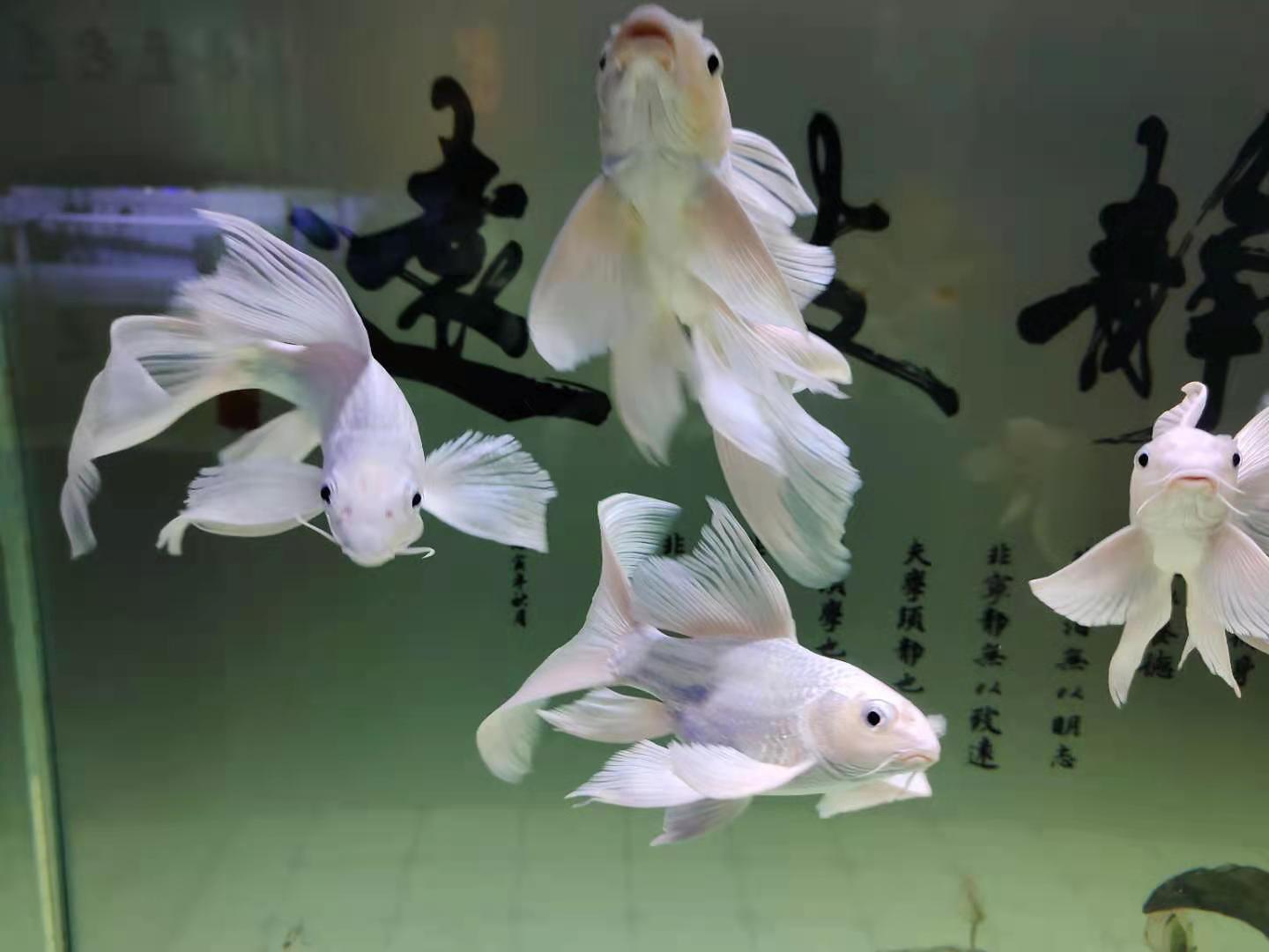 初期鱼病可能来源于体表，后期大多源于体内，不是泡药就能治好的