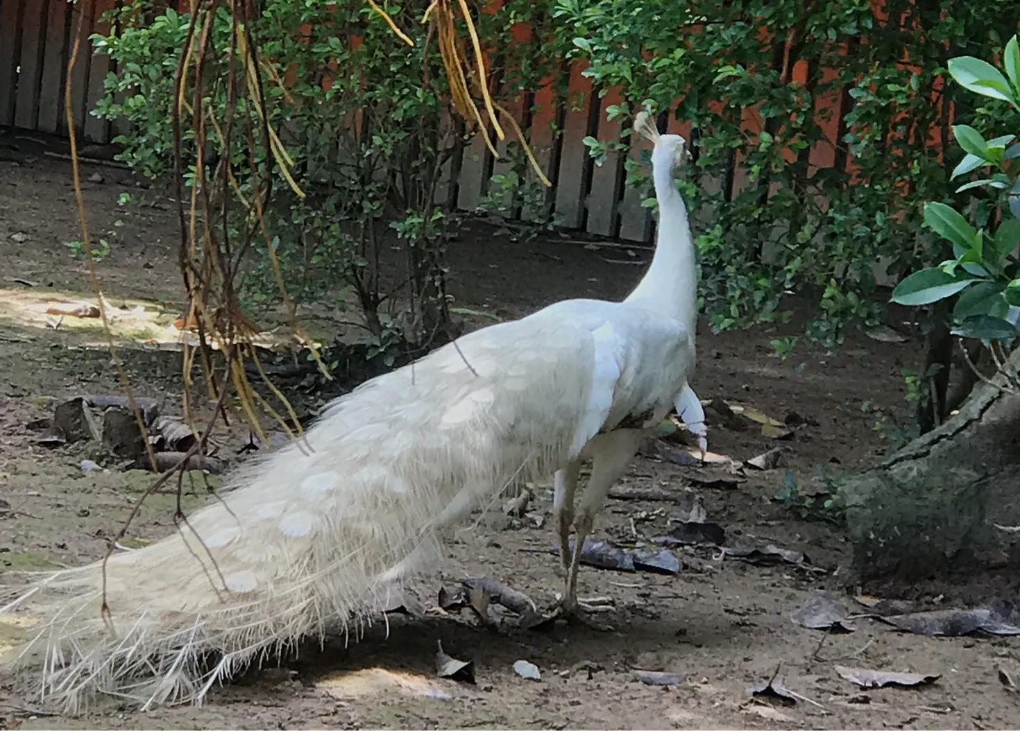 长隆飞鸟乐园拍鸟攻略,广州长隆飞鸟乐园可以摸哪些鸟