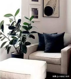 适合孕妇的室内绿植,家里有孕妇房间适合养什么植物