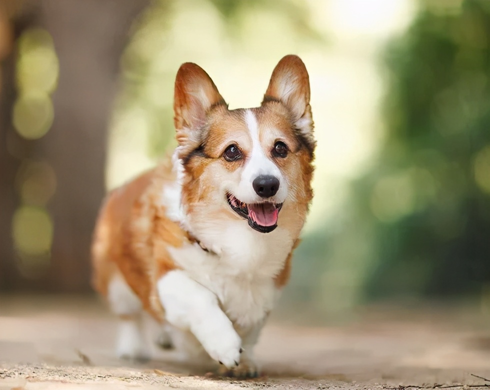 狗狗科普知识大全全部,如何了解各种不同的狗狗品种