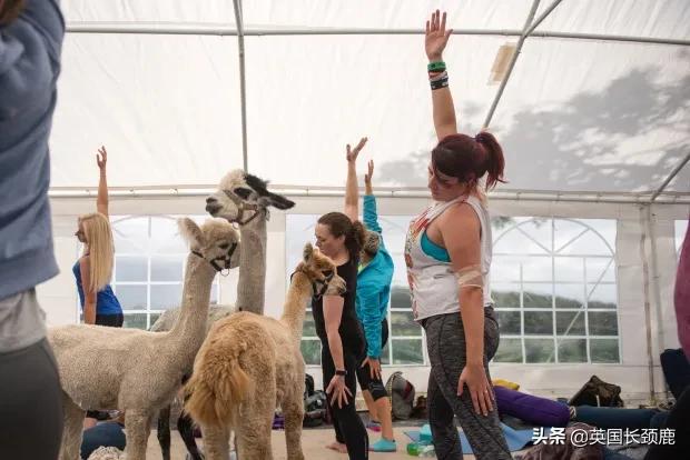 羊驼专治什么病,羊驼治愈厌食症