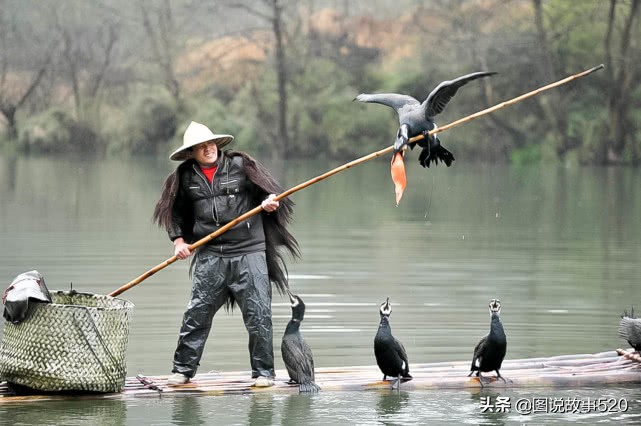 鱼鹰入水抓鱼,鱼鹰抓鱼有多厉害