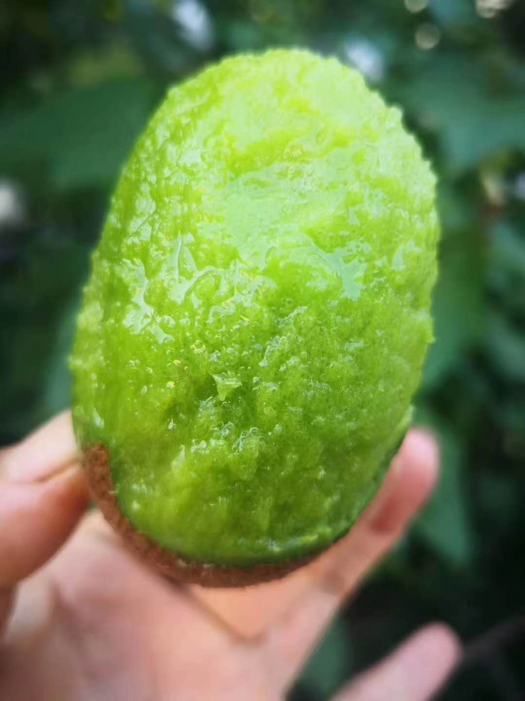 陕西周至县全国最大的猕猴桃产地,陕西猕猴桃之乡是眉县还是周至