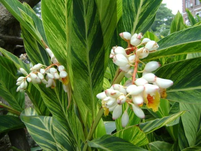 100种常见观叶植物图鉴史上最全,农村常见的100种植物