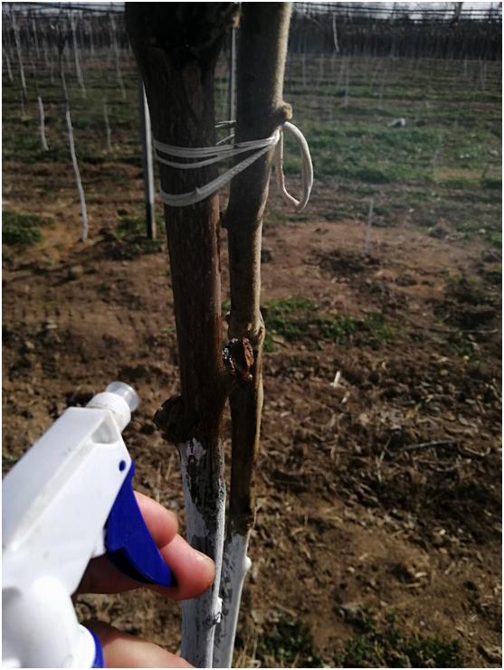 猕猴桃溃疡病什么时间防治,猕猴桃溃疡病治疗新技术