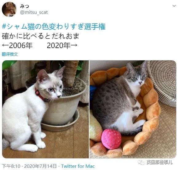 养暹罗猫会得什么病吗,养暹罗猫就像开盲盒