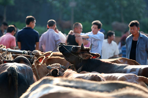 下来的牛犊死了是怎么回事,牛犊刚下来就死亡是什么原因