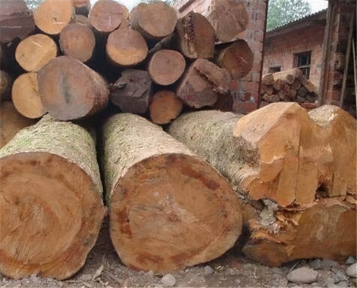 金丝楠木贵但为啥没人种,金丝楠木里面的金丝真的是金吗