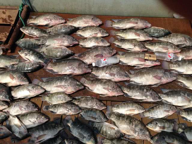 罗非鱼算不算入侵物种?离开非洲老家之后,它在全世界横行