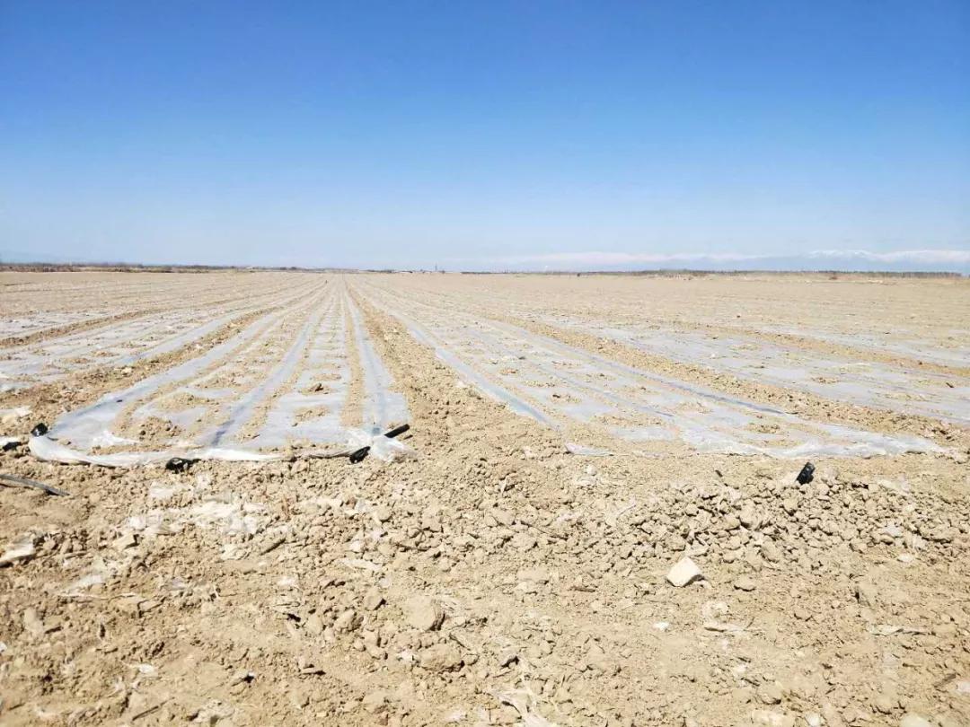 水稻播种遇连阴雨如何处理,播种后遇到连续阴雨天气