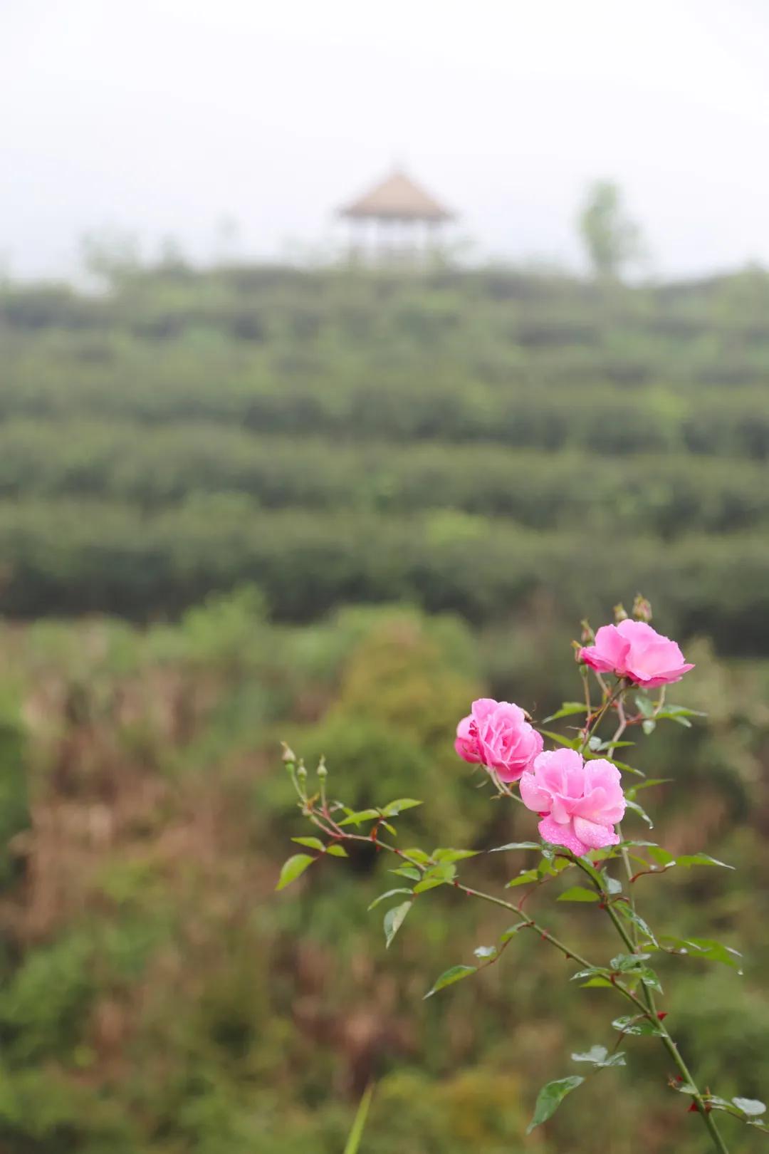 福建人游福建|厦航国旅首发团，邀您一起共赏好*光春**