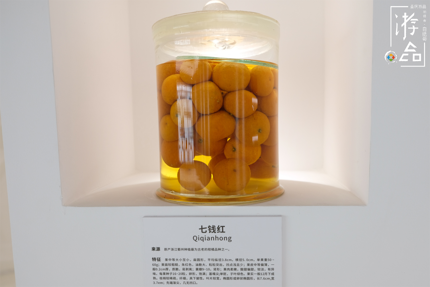 柑橘一共有多少种？很难数清，但三峡橘乡重庆忠县能告诉你答案