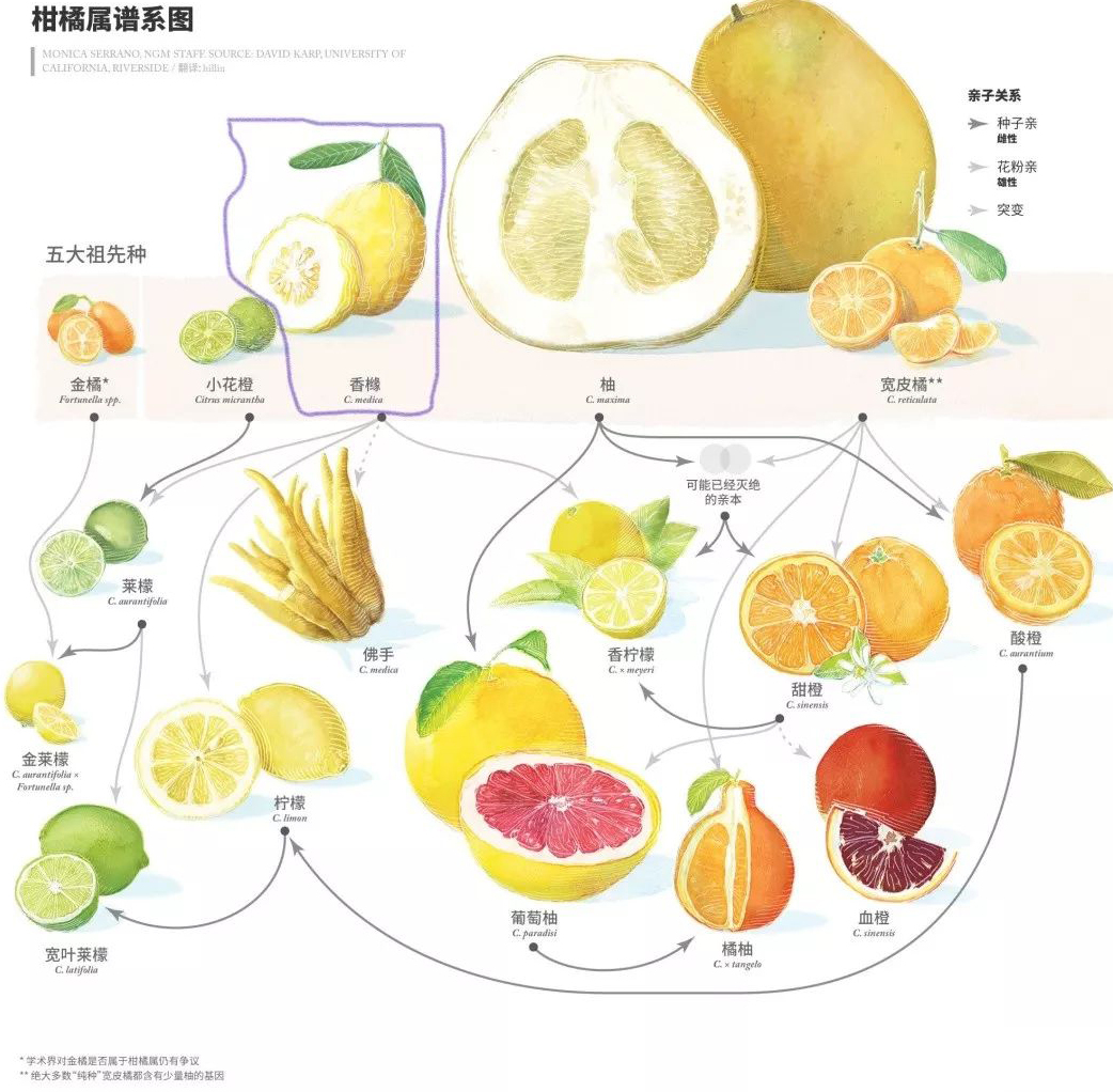 香橼精油，香甜迷人的果香味有魔力