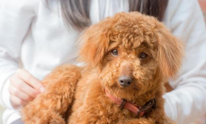 泰迪狗总出眼屎怎么办,泰迪狗很多眼屎怎么办