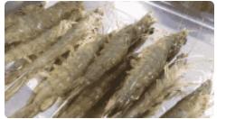 白对虾做法简单又好吃,白对虾怎么做才好吃
