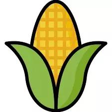 中国玉米油,玉米油从什么时代开始有的