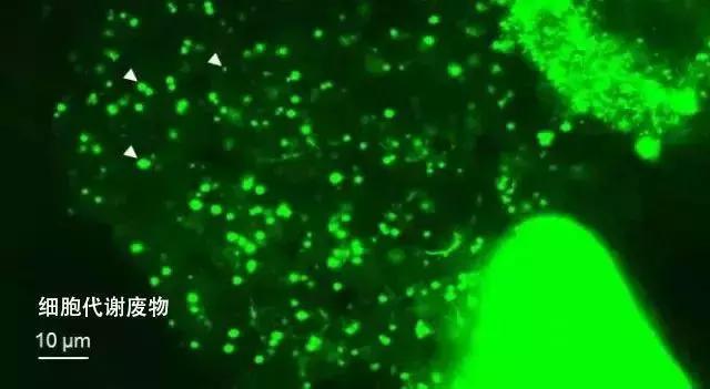 王鸥推荐的精华水,欧阳娜娜推荐的乳霜