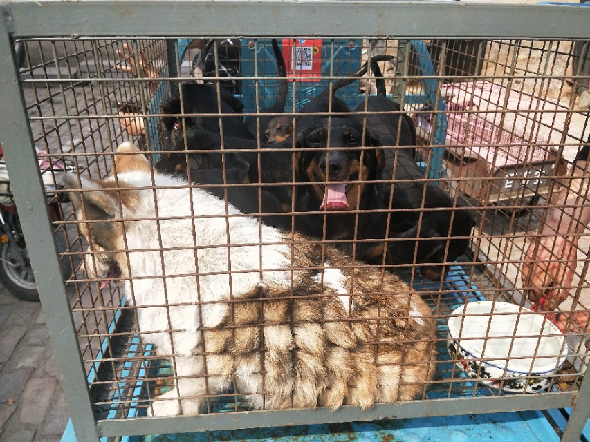 开封狗市抓狗视频,开封狗市拉布拉多和金毛的视频