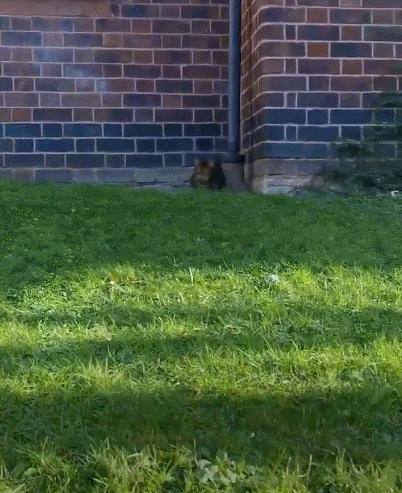 养了十多天的猫损失了几万元,偷偷养只猫最后全军覆没