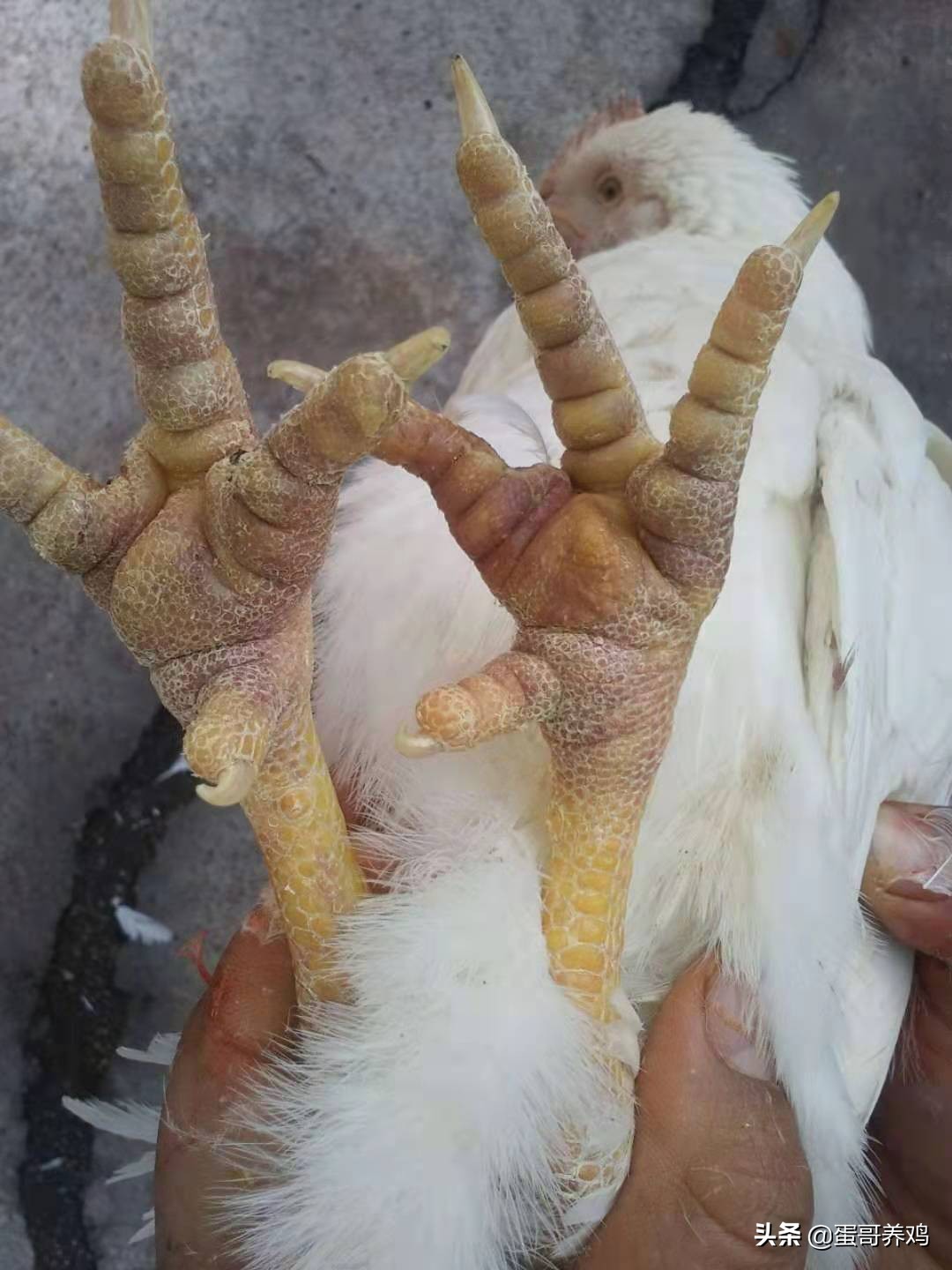 养鸡怎么避免鸡瘟,高温天气鸡中暑怎么预防