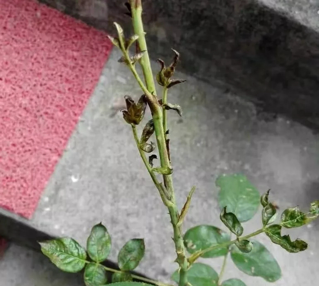 植物卷叶泛黄是什么原因,植物叶子卷曲畸形怎么解决