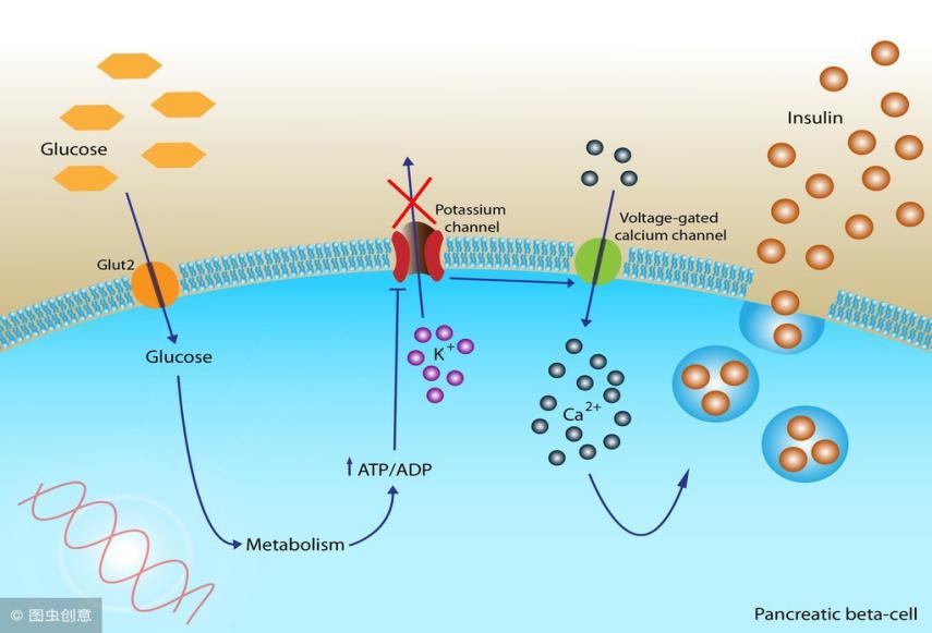 查性激素及骨代谢,性激素和内分泌有关系吗