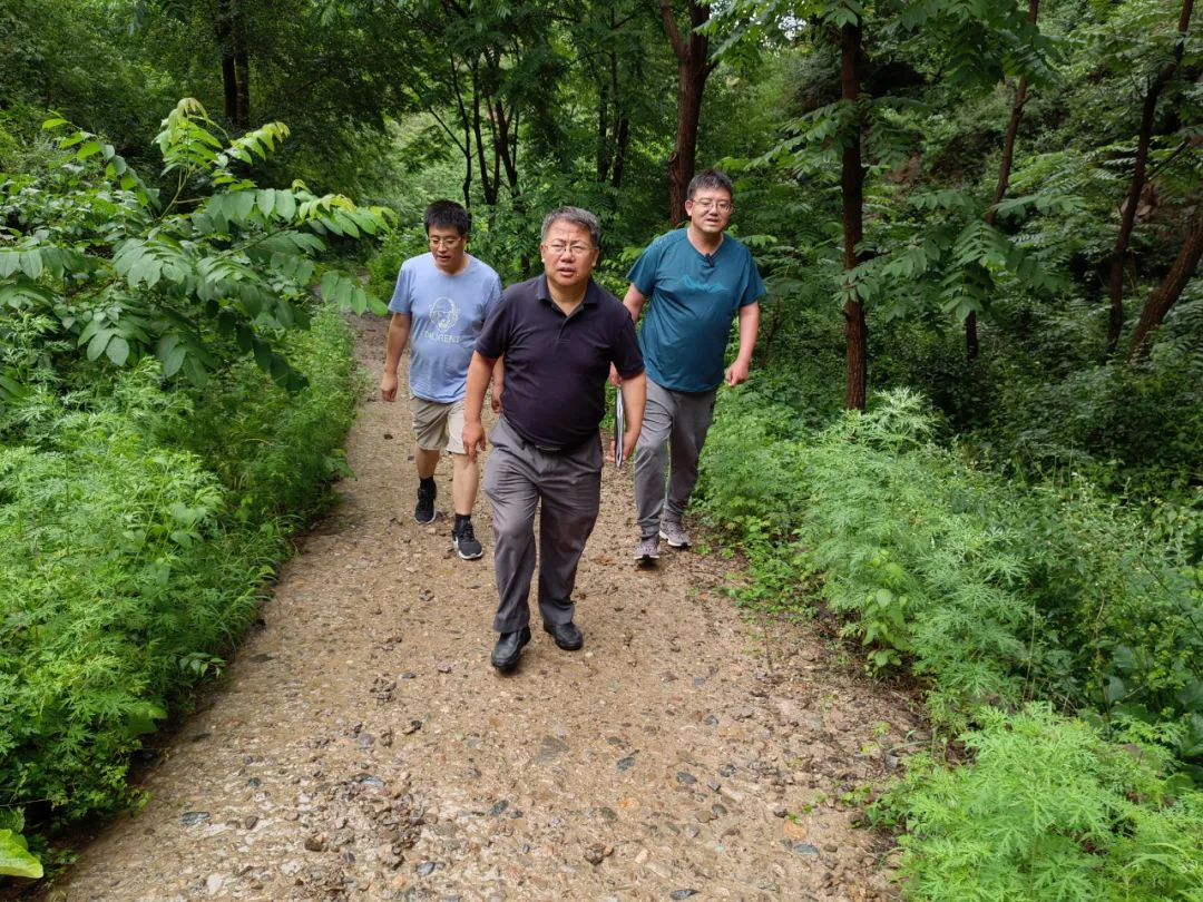 大山里的映山红图片,大山里的映山红歌曲