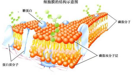 桉树精油抗真菌,桉树油对鸡的功效与作用