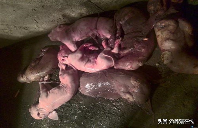 母猪产死胎是什么原因,从死胎颜色判断母猪原因