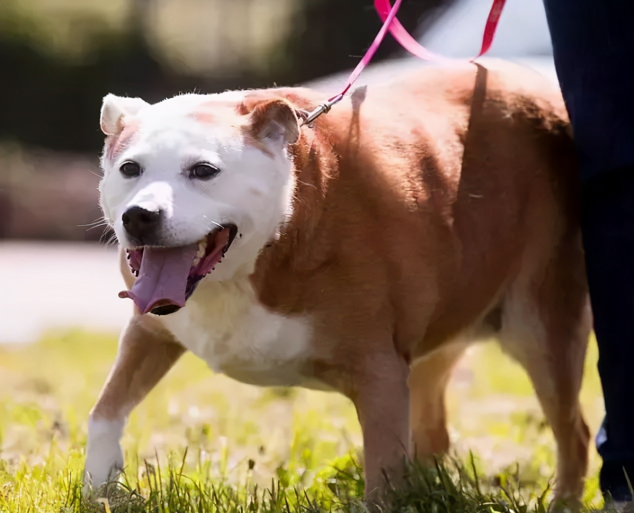 狗狗太胖怎么才能变瘦,狗狗太胖怎么减肥