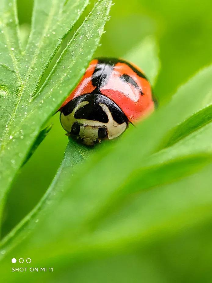小米11怎么打开一亿像素,小米11屏幕欣赏