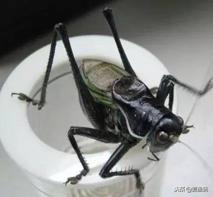 鸣虫之油葫芦和蝈蝈,蝈蝈蟋蟀油葫芦三大鸣虫叫声