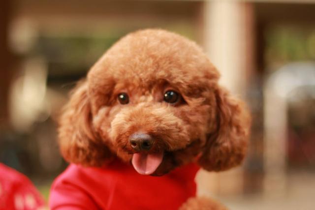 小泰迪一般多久立耳就定型了,小泰迪立耳修剪毛发视频