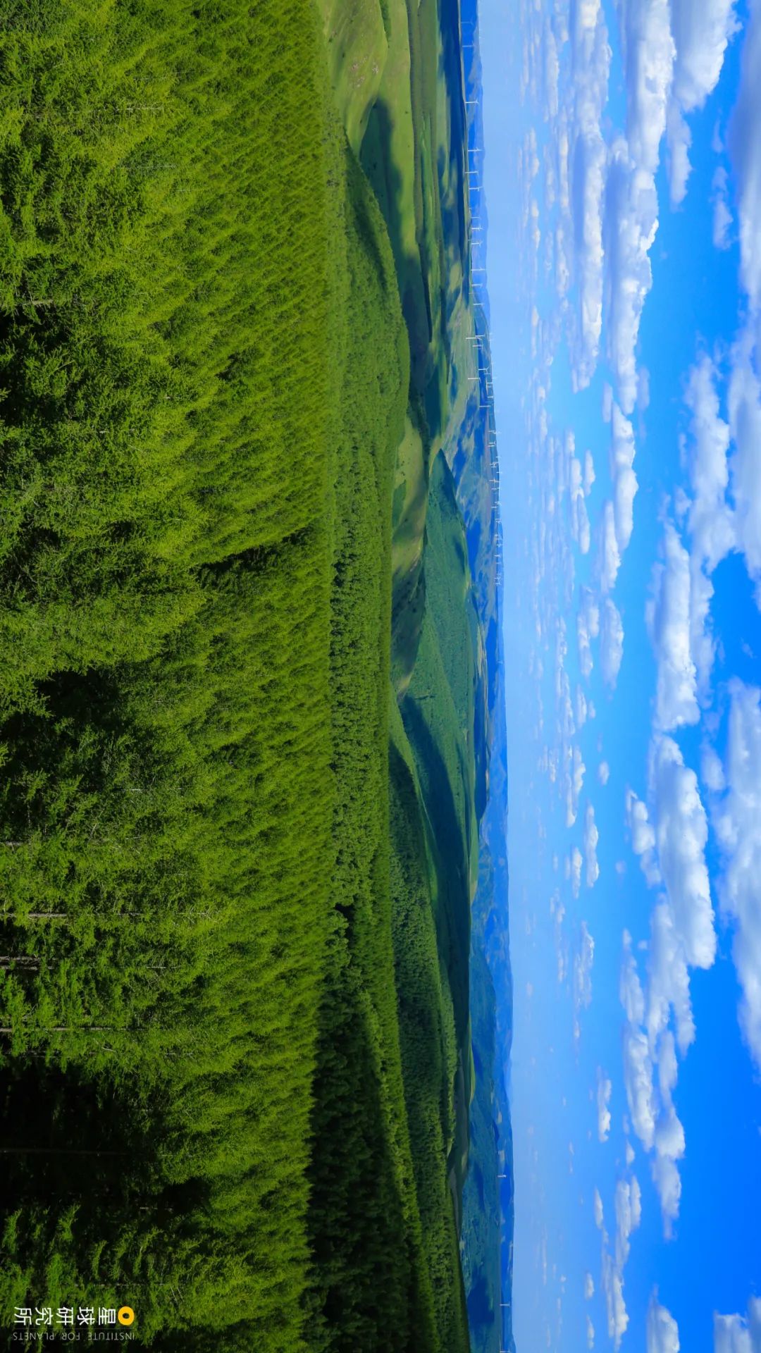 中国植树造林成果国外有什么看法,植树造林改造沙漠